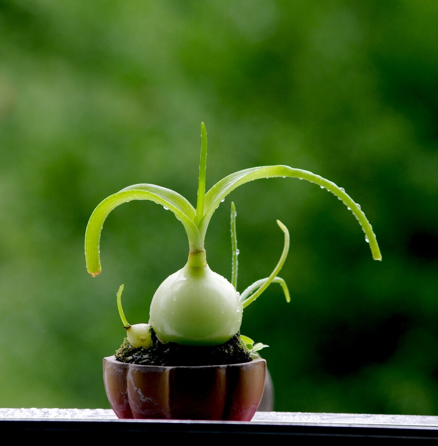 虎眼万年青冻干粉 冻干黑科技，锁住营养鲜活性